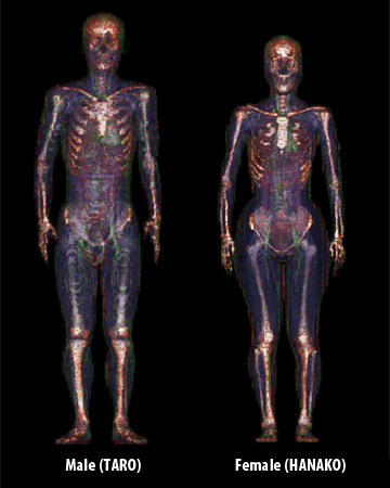 Three-dimensional display of whole-body voxel human models