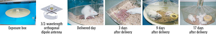 Whole-body exposure devices on rats