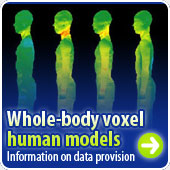 Whole-body voxel human models