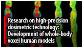 Research on high-precision dosimetric technology: Development of whole-body voxel human models