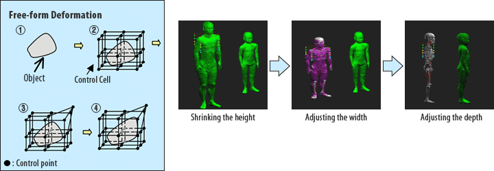 Modification of the adult models