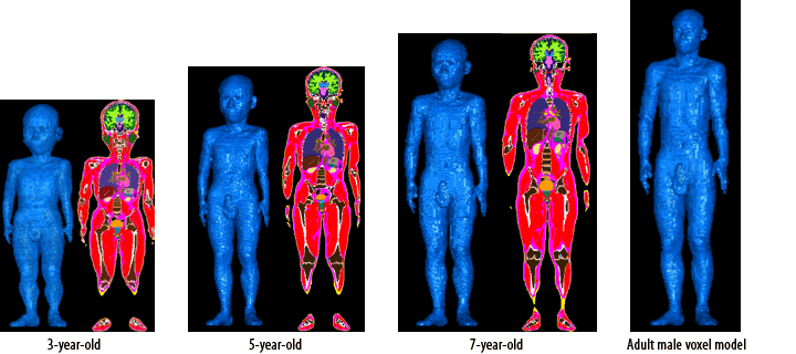 Whole-body voxel models with a child's physique